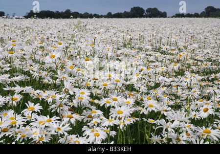 Bereich der weißen Margeriten für die Saatgutproduktion in Zeeland Niederlande Stockfoto