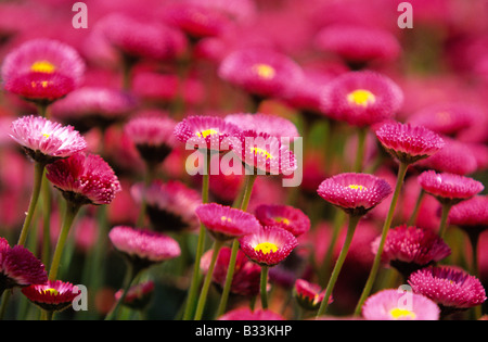 GÄNSEBLÜMCHEN BELLIS PERENNIS Stockfoto