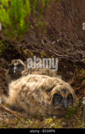 Sumpfohreule, Asio Flammeus, Küken / jung, im Heidekraut Moorland Nest Stockfoto