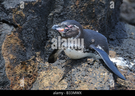 Eine winzige Galápagos-Pinguin, der Welten kleinste Arten von Pinguin, entspannt auf einem Felsen. Stockfoto