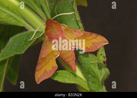 Kleiner Elefant hawk Moth Deilephila Porcellus. Stockfoto