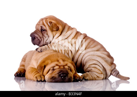 zwei Shar-Pei Baby Hunde fast einen Monat alt Stockfoto