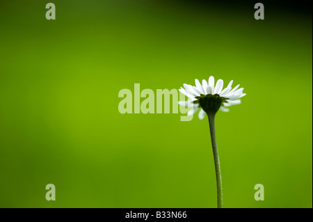 Bellis Perennis. Daisy Flower beleuchtet gegen einen hellen Hintergrund grün und dunkelblau Stockfoto