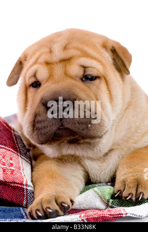 Shar-Pei Baby Hund fast einen Monat alt Stockfoto