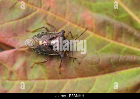 Pentatoma Art. Rotbeinige Shieldbug / Wald-Fehler auf einem Blatt Stockfoto