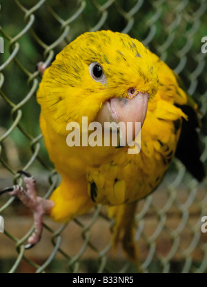 Eine Captive golden Sittiche Stockfoto