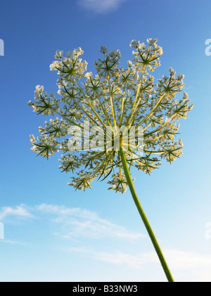 Queen Anne es Lace Blume aus einem niedrigen Winkel fotografiert. Stockfoto