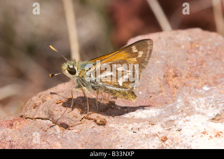 Morrisons Skipper Stinga Morrisoni White Mountains ARIZONA USA 15 Juni erwachsenen männlichen HesperiinaeHesperiinae Stockfoto