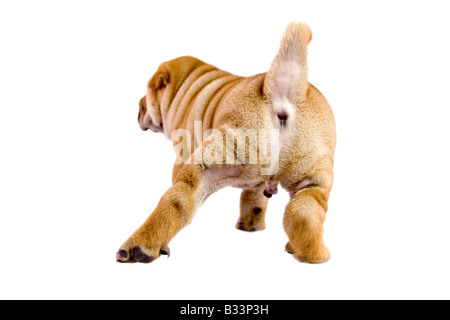 Shar-Pei Baby Hund fast einen Monat alt Stockfoto