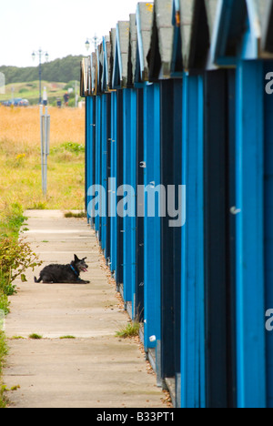 Reihe von blauen Strandhütten mit ein kleiner schwarzer Hund. Stockfoto