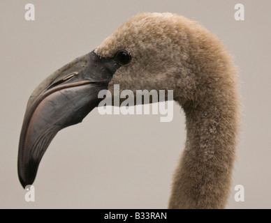 Karibik Flamingo Phoenicopterus Ruber im Feuchtgebiet Wildlife Park in LancashireUK. Stockfoto