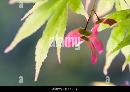 Acer Palmatum. Japanischer Ahorn Baum Samenkapseln Stockfoto