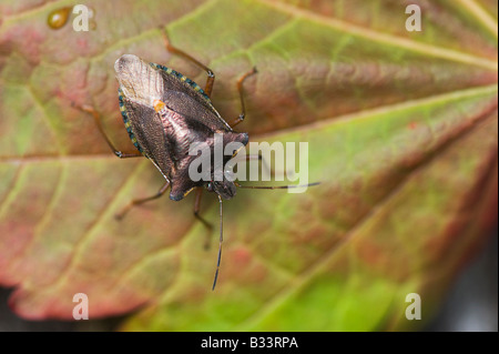 Pentatoma Art. Rotbeinige Shieldbug / Wald-Fehler auf einem Blatt Stockfoto