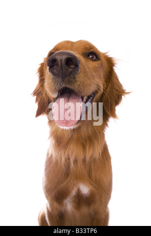 Wunderschöne Golden Retriever Hund Kopfschuss isoliert auf weißem Hintergrund Stockfoto