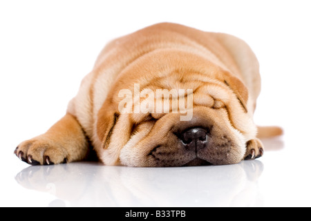 Shar-Pei Baby Hund fast einen Monat alt Stockfoto