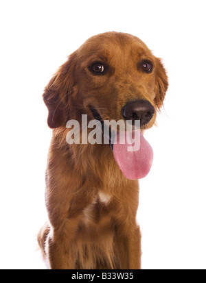 Wunderschöne Golden Retriever Hund Kopfschuss isoliert auf weißem Hintergrund Stockfoto