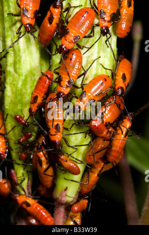 Unreife große Wolfsmilch bugs Oncopeltus fasciatus Stockfoto