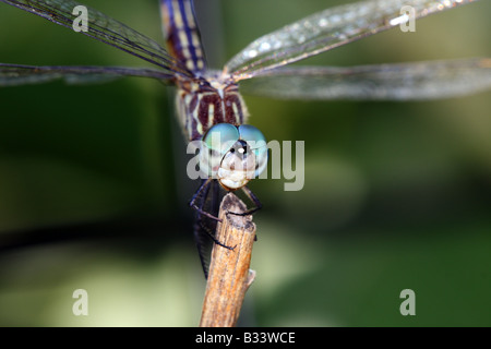 Libelle im Garten Stockfoto