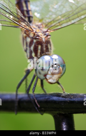 Libelle im Garten ruht auf Zaun Stockfoto