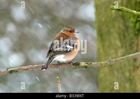 Erwachsene männliche Buchfink, Fringilla Coelebs, im Schnee Stockfoto