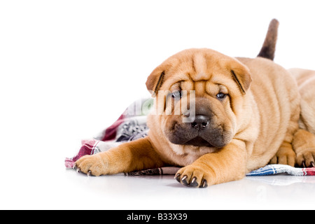 zwei Shar-Pei Baby Hunde fast einen Monat alt Stockfoto