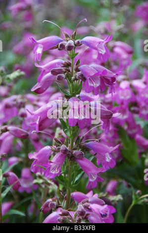 Krautige Staude, Blüte ab Mitte Sommer UK Stockfoto