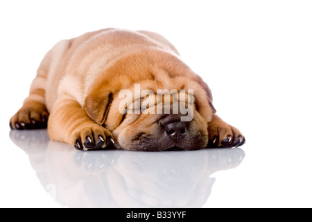 Shar-Pei Baby Hund fast einen Monat alt Stockfoto