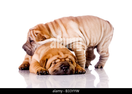 zwei Shar-Pei Baby Hunde fast einen Monat alt Stockfoto