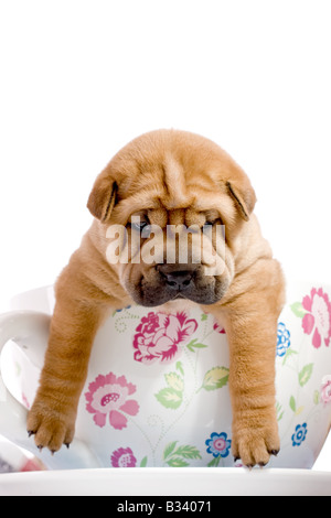 Shar-Pei Baby Hund fast einen Monat alt Stockfoto