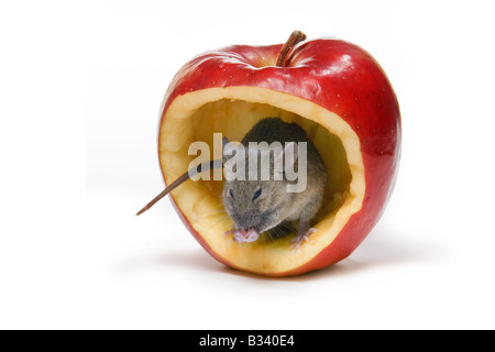 Kleine graue Maus mit einen großen Bissen in einen roten Apfel Stockfoto