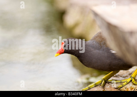 Teichhuhn "Gallinula Chloropus" versteckt sich hinter Felsen vom Rand Wassers. Stockfoto