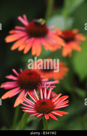 Blume Echinacea Purpurea Echinacea Stockfoto