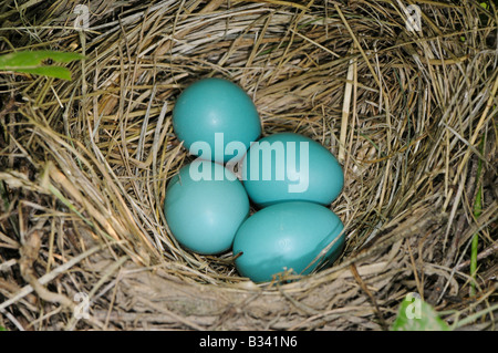 hell blau Robin Eiern in einem nest Stockfoto