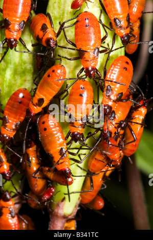 Unreife große Wolfsmilch bugs Oncopeltus fasciatus Stockfoto