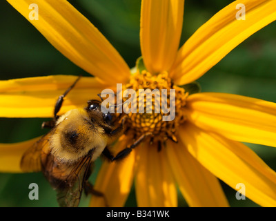 Biene, die Fütterung auf Gelbes Gänseblümchen im Garten Stockfoto