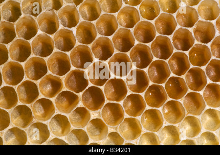 ein Teil der neugebildeten Waben aus in einem Bienenstock Stockfoto