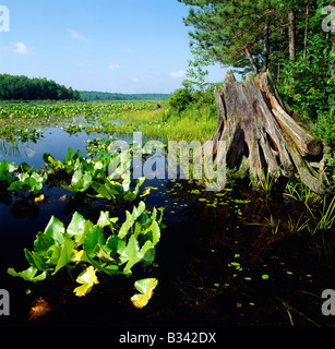 BLACK MOSHANNON STATE PARK, SCHWARZEN MOSHANON SEE, EINE EINZIGARTIGE NATÜRLICHE MOOR, PENNSYLVANIA, USA Stockfoto