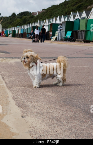 Ein kleiner Hund in Bournemouth, Blick auf den Strand mit Strandhütten im Hintergrund Stockfoto