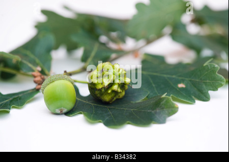 Knopper Gall auf Eichel und unberührt Eichel Frucht Stockfoto