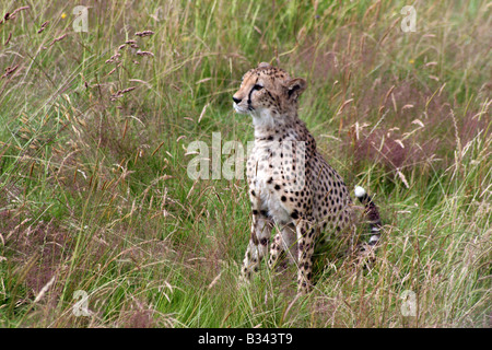 Gepard sitzend Warnung in Grass [Chester Zoo, Chester, Cheshire, England, Großbritannien, Vereinigtes Königreich, Europa].               . Stockfoto