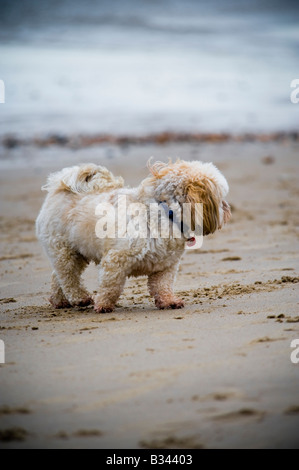 Ein kleine flauschiger Hund sucht am Meer in Bournemouth Stockfoto