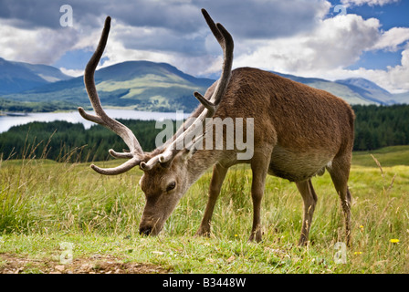 Ein Rotwild Hirsch Cervus Elaphus Weiden auf den Hügeln oberhalb von Loch Tulla schottischen Highlands Lochaber, Schottland Stockfoto