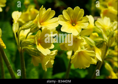 Alpine Oxslip (Primula Elatior) - Berner Alpen der Schweiz Stockfoto