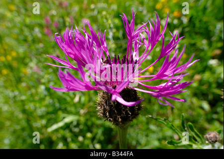 Alpine Flockenblume (Centaurea Alpestris). Berner Alpen, Schweiz Stockfoto