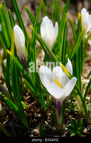 Alpine White Crocus Wiese Blume - (Crocus Albiflorus) - Grindelwald Schweiz Stockfoto