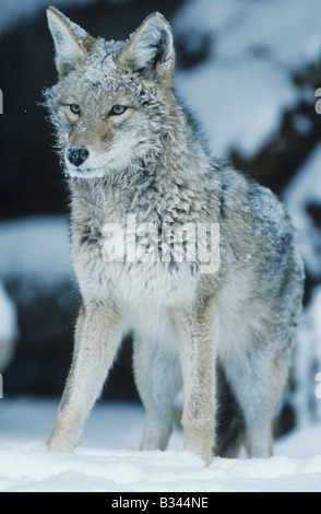 Coyote Canis Latrans Erwachsener im Schnee Starr County Rio Grande Valley, Texas USA Stockfoto