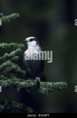 Grau-Jay Perisoreus Canadensis Erwachsenen thront über Tanne Yellowstone National Park in Wyoming USA Stockfoto