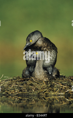 Wenigsten Grebe Tachybaptus Dominicus paar Paarung auf nisten Starr County Rio Grande Valley, Texas USA Stockfoto