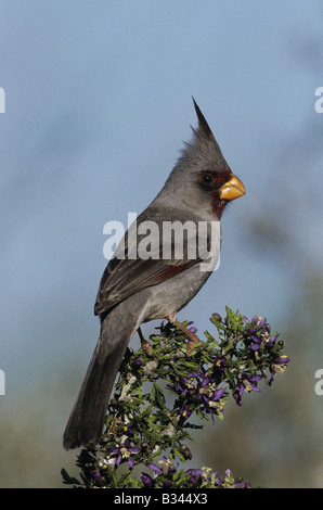 Pyrrhuloxia Cardinalis Sinuatus männlich auf blühende Guayacan Guaiacum Angustifolium Starr County Rio Grande Valley, Texas USA Stockfoto