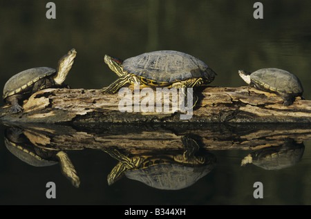 Rot-eared Slider ist Scripta Elegans und gelben Schlamm Schildkröte Kinosternon Flavescens Sonnen melden Sie sich im Rio Grande Valley, Texas Stockfoto